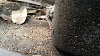 Adult Stilt-legged Fly of the Subfamily Taeniapterinae. Shot in jungle. World Environment Day on June 5th. World Wildlife Conservation Day on December 4th. World Nature Conservation Day on July 28th.