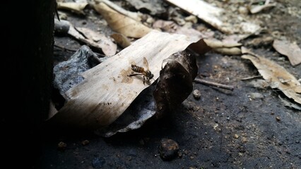 African Honey Bee (Apis Mellifera) targeted in the forest. Perfect for documentaries about tropical rainforests and World Nature Conservation Day on July 28th.
