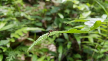 Mosquito resting on green grass. Perfect for documentaries about tropical rainforests and World Environment Day on June 5th.A species of Aedes genus. Aedes riparius, mosquito - Ochlerotatus excrucians