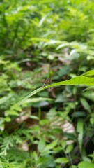 Mosquito resting on green grass. Male and female mosquitoes feed on nectar and plant juices. A species of Aedes genus. Aedes riparius, mosquito - Ochlerotatus excrucians.