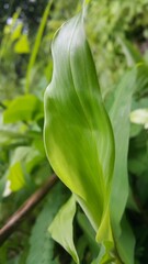 A beautiful fresh green leaf. The plant has a beautiful expressive structure. Shot in a tropical rainforest. lily of the valley in the garden