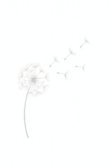 Delicate dandelion with seeds drifting gently against a pristine white backdrop, symbolizing fragility, dreams, and the beauty of nature's simplicity.