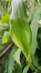 A beautiful fresh green leaf. The plant has a beautiful expressive structure. Perfect for documentaries about tropical rainforests and World Wildlife Conservation Day on December 4th.