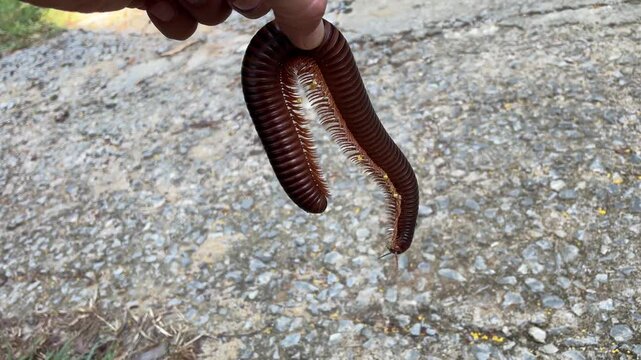 Male hand holding giant centipede against rocky surface background, Madagascar