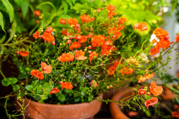 Close-up of a red flowering bush of mask flower (Alonsoa meridionalis) in a terracotta pot....