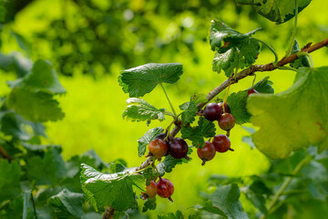 Ribes uva-crispa. A close-up of ripe gooseberries with leaves on a bush in the garden.