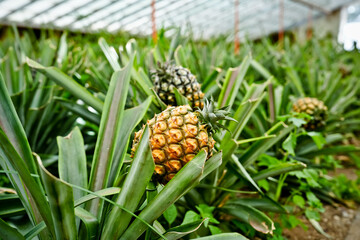 pineapple plant in a greenhouse