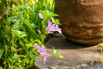 Garden scene. Branches with delicate pink flowers of wild mallow (Malva sylvestris) grow across the...