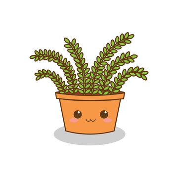 small leaf plant in a pot