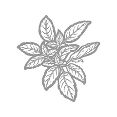 Basil Plant Illustration Detailed Line Art of Fresh Herbs