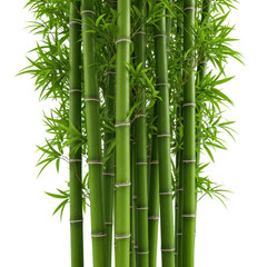 Lush Green Bamboo Stalks and Leaves on Black Background - Tranquil Asian Forest Element