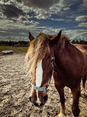 Young brown horse outdoors on a farm in a fence