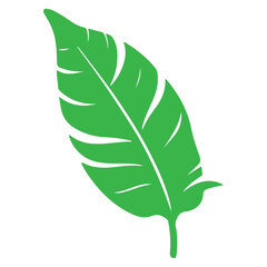 Green leaf vector illustration isolated on white background with feather and nature design elements