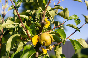 apple growing on tree branch in garden close up