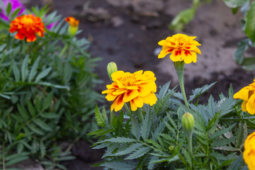 Marigold flowers close-up on a bush in the garden