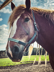 Northern Iceland horses walking and walking quietly through brown grassy meadows and affectionate attitude during the beginning of winter. Equines of different ages living in northern Europe, Iceland.