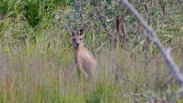 Wild Kangaroo in the grass