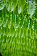 Fern close-up
