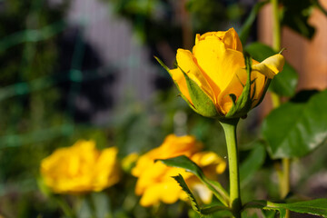 yellow rose flower close up growing in garden