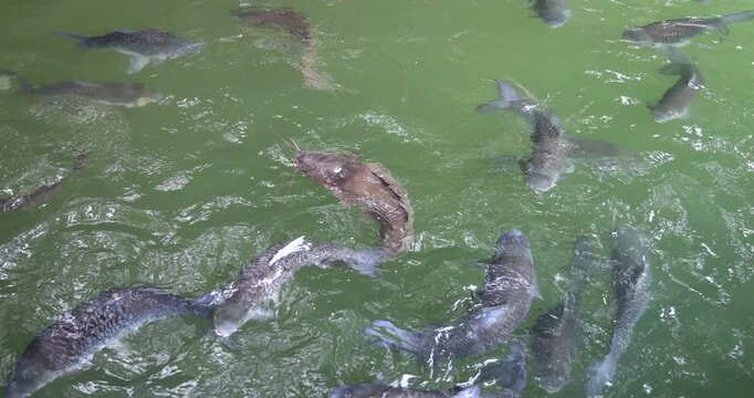 Footage of Fish in the lake; Tasik Biru, Bau, Sarawak
