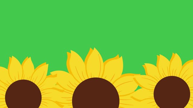 spring flowers daisies or sun flowers and chamomile animation transition rotate on green screen background with alpha matte for use in video editing for sumer or spring concepts,
