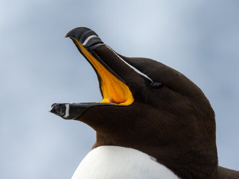 Razorbill with beak wide open