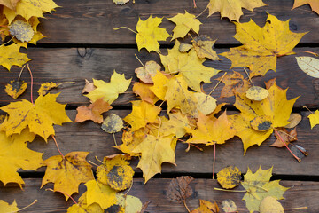 Autumn yeloow Leaves on Wooden Surface autumn wallpaper