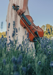 The alto violin in young lady hand, walking in blooming lavender field. 