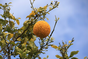 Bitter orange- Citrus aurantium photographed at Cathedral Square in Faro, Portugal