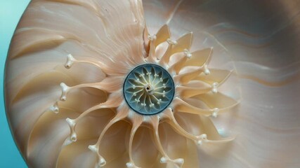 Close-up of a nautilus shell showcasing intricate patterns - Powered by Adobe