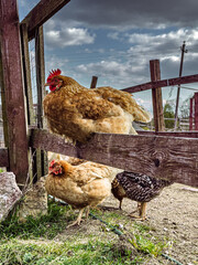 Speckled chicken walking in sunlit garden with wooden fence and grass.