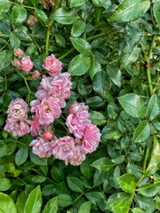 pink roses in garden