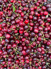 lots of ripe red cherries cherries for food as background