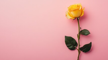 Fototapeta premium Single yellow rose on a pink background