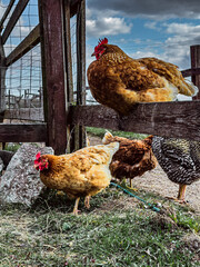 Hens in field organic farm. Free range chickens on a lawn