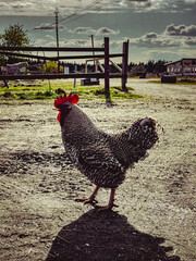 Red Rooster in a Rural Meadow