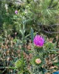 purple thistle flower