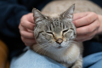 かわいい飼い猫を撫でる飼い主　シャムトラ猫