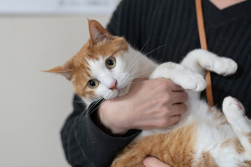 可愛い猫を抱きしめる飼い主　茶トラ白