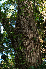 生命力あふれる美しい樹木