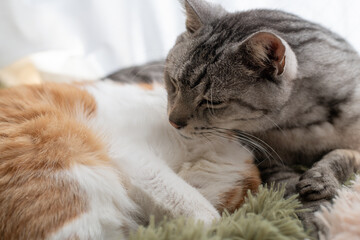 窓辺でくつろぐ可愛い二匹の猫