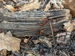 Firebugs on fallen log surrounded by dry leaves in a forest.