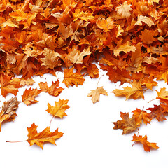A pile of vibrant orange and brown autumn leaves scattered on a clean white background.