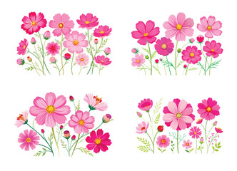 Four beautiful cosmos flower groups in different shades of pink on white