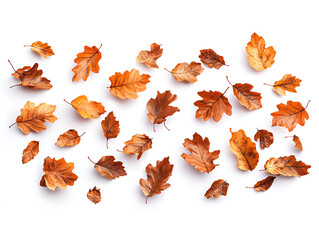 A collection of dry, brown, and orange autumn leaves randomly scattered on an isolated white background.