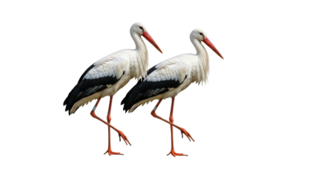 Two white storks standing side by side with red beaks and legs isolated on transparent background