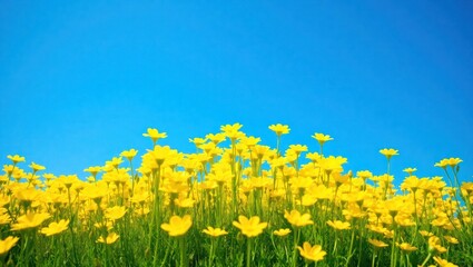Fototapeta premium A vibrant field of yellow flowers against a clear blue sky.