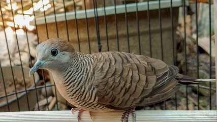Zebra Dove/Barred Ground Dove (Geopelia Striata) Tropical Bird from Southeast Asia