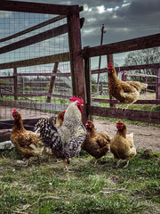 Rooster and Chickens. Free Range Cock and Hens