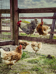 Free range chicken in the farm